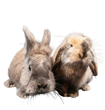 test pet daycare